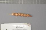 Click for 1 image(s) for this accession. Spike